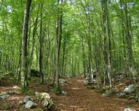 CAMBIAMENTI CLIMATICI: DAL FAGGIO ABRUZZESE UN ESEMPIO DI RESILIENZA