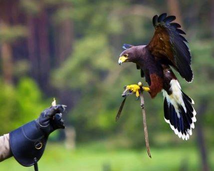 PARCO GRAN SASSO: SPETTACOLI FALCONIERI, ORNITOLOGI CHIEDONO STOP