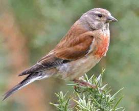 PESCARA: VENDEVA SPECIE DI UCCELLI PROTETTE SU INTERNET, DENUNCIATO