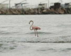 GIULIANOVA: FENICOTTERO  ROSA ‘BECCATO’ SULLA RIVA A ZAMPETTARE ELEGANTE