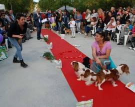 FESTA DEGLI ANIMALI A MONTESILVANO, UN SUCCESSO CON OLTRE 2 MILA PRESENZE