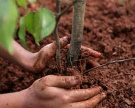 NAVELLI: I BAMBINI PROTAGONISTI ALLA FESTA DELL’ALBERO