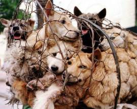 FESTIVAL DELLA CARNE DI CANE ANCHE L’ABRUZZO SI MOBILITA ”IN CINA E’ VERO MASSACRO”