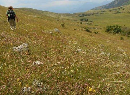 PNALM: ABRUZZO COME STEPPA ASIATICA, SCOPERTA PRESENZA RARA FESTUCA
