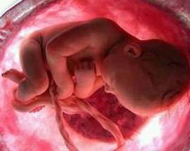 IL GUSTO DEL CIBO SI APPRENDE GIA’ DALLA PANCIA DELLA MAMMA