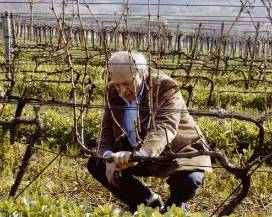 TOCCO DA CASURIA: E’ MORTO FILOMUSI GUELFI, PATRON DEI VINI CASAURIENSI