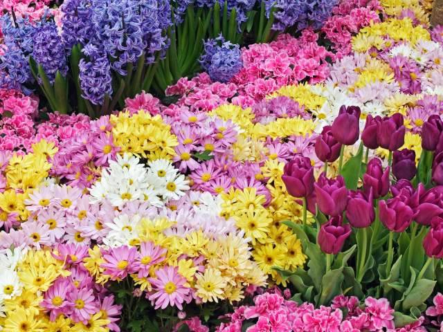 ‘TAGLIACOZZO IN FIORE’: DOMANI MOSTRA DI PIANTE IN PIAZZA