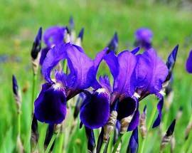 PASCOLO ABUSIVO NEL CUORE DEL PARCO D’ABRUZZO LAZIO E MOLISE