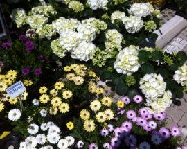 DOMANI A TERAMO LA PRIMA FESTA DEI FIORI CON CERAMISTI E ARTIGIANI IN CENTRO STORICO