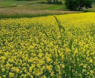 GIRA E RIGIRA: A PASSO D’ASINO TRA LE LENTICCHIE IN FIORE DI SANTO STEFANO DI SESSANIO