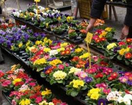 FASE 3: ANCHE IN ABRUZZO FIORI INVADONO LE PIAZZE, SOS VIVAI COLPITI DAL COVID