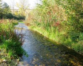INQUINAMENTO: FIUME TORDINO NERO, ESPOSTO WWF ALLA FORESTALE