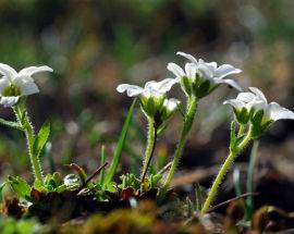 FLORA: PARCO GRAN SASSO AREA PROTETTA CON PIU’ PIANTE IN EUROPA