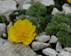 SULMONA: INAUGURATA FLORANET, MOSTRA FOTOGRAFICA SUI FIORI APPENINICI