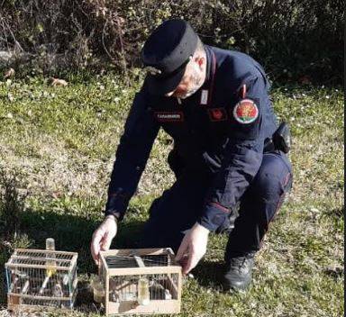 PESCARA: CATTURAVA CARDELLINI, NEL SUO GIARDINO DENUNCIATO PENSIONATO