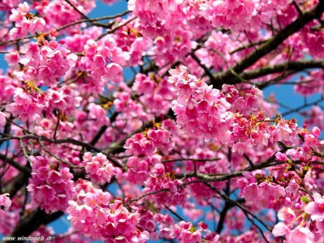 BENVENUTA PRIMAVERA! CON LA BELLA STAGIONE TORNANO GIOIA E OTTIMISMO