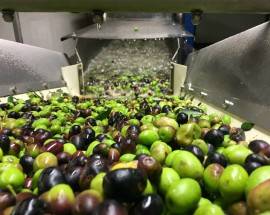 TERAMO: INAUGURAZIONE CANTINA-FRANTOIO E MUSEO DEL VINO ISTITUTO AGRARIO