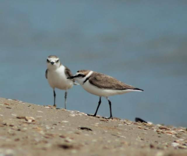 AMBIENTE: DA WWF LINEE GUIDA A COMUNI DELLA COSTA PER SALVARE IL FRATINO