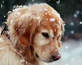 MALTEMPO: OLTRE 40 MILA CANI A RISCHIO PER IL FREDDO, L’APPELLO DELL’AIDAA