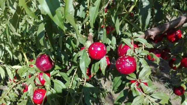 MALTEMPO: COLDIRETTI, DANNI DA FREDDO PER FRUTTA E VERDURA