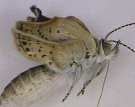 GIAPPONE: DOPO FUKUSHIMA, FARFALLE GENETICAMENTE MODIFICATE