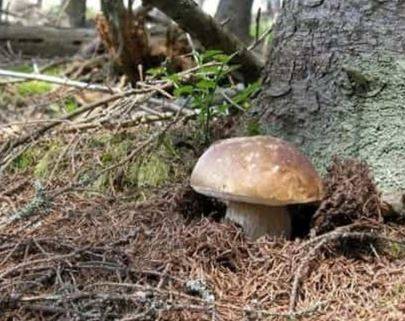 COLDIRETTI: IN ABRUZZO E’ ”BOOM” FUNGHI, CON LE PRIME PIOGGE RUSSOLE E PORCINI