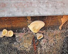 L’AQUILA: FUNGHI AL C.A.S.E., CONTROLLI A TAPPETO SU BALCONI MALCONCI