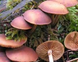 RIGOPIANO: CERCATRICE FUNGHI RITROVATA DA CANI MOLECOLARI
