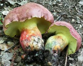 FAMIGLIA ROMANA IN VACANZA IN ABRUZZO IN OSPEDALE, IN QUATTRO AVVELENATI DA FUNGHI CONFUSI CON I PORCINI