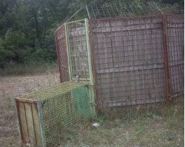 CINGHIALI: ALLEVATORI DENUNCIANO GABBIE ILLEGALI IN AREA PARCO