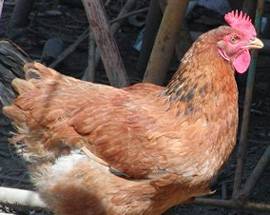 SALMONELLOSI, CINQUEMILA GALLINE DA ABBATTERE ALL’AQUILA