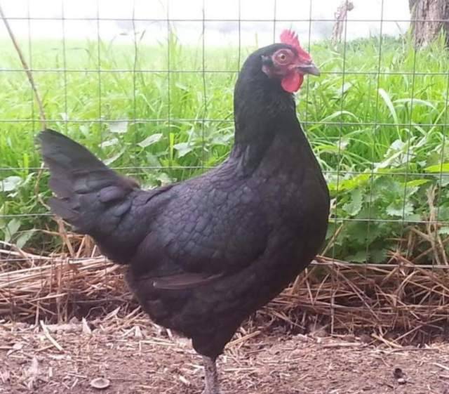 COMUNE ATRI: PROGETTO DI TUTELA DELLA RARISSIMA GALLINA NERA