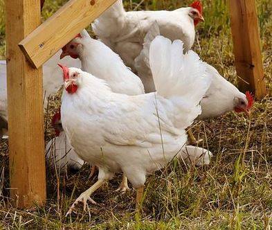 MASSA D’ALBE: RUBATE 600 GALLINE BIO ALLEVATE CON SEMI CANAPA