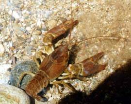 INFEZIONE TRA GAMBERI AUTOCTONI, CHIUSA PESCA NEL FIUME SANGRO