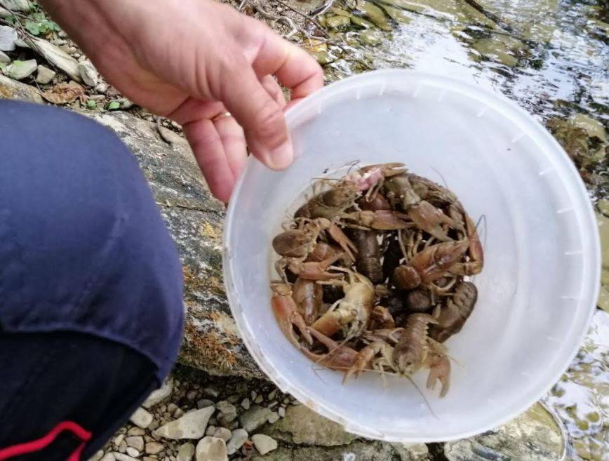 VALLE CASTELLANA: DENUNCIATO PER CATTURA DI RARO GAMBERO DI FIUME