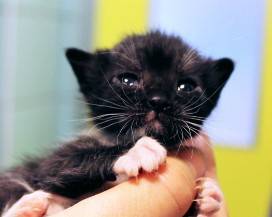 COCULLO: SINDACO VIETA DI SFAMARE I GATTI PER EVITARE RANDAGISMO