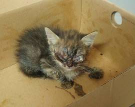 L’AQUILA: GATTINA CIECA DI APPENA UN MESE TROVATA IN STRADA, SCATTANO CURE