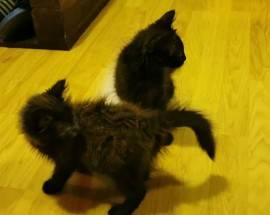 L’AQUILA: RITROVATA LA GATTINA NERA SMARRITA A SANT’ELIA