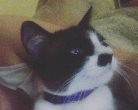 L’AQUILA: GATTINA ”PET THERAPY” SCOMPARSA IN ZONA ALDO MORO