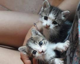 L’AQUILA: FAMIGLIA ADOTTA LE DUE GATTINE ABBANDONATE IN STRADA