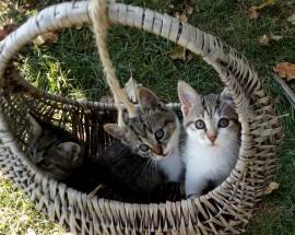 L’AQUILA: 5 GATTINI ORFANI CERCANO CASA, L’APPELLO