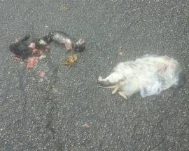 GATTINI CON LA LORO MAMMA GETTATI IN STRADA E UCCISI, ORRORE A FONTECCHIO