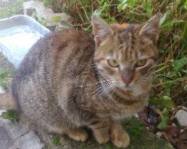 L’AQUILA: GATTINO ABBANDONATO A COPPITO E’ STATO ADOTTATO