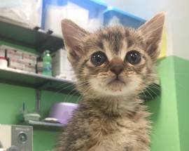 L’AQUILA: LA GATTINA GEORGINA HA TROVATO CASA, ORA TOCCA A ”CRISTIANO”