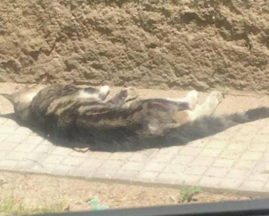 GIOIA TAURO: BIDELLO MASSACRA GATTINO DAVANTI AI BAMBINI DELLA SCUOLA PRIMARIA