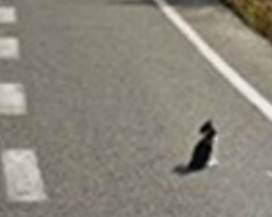 MIRACOLOSO SALVATAGGIO DI UN GATTINO IMMOBILE IN AUTOSTRADA