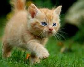 PESCARA: SOCCORSO E TUTELA DEI GATTI IN STRADA, COMUNE RADDOPPIA CONTRIBUTO