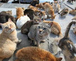 SCOPPITO, SPARA AI GATTI CON FUCILE AD ARIA COMPRESSA