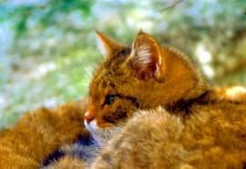 ANIMALI: SPUNTA UN GATTO SELVATICO NELL’OASI WWF DI ANVERSA