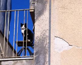 L’AQUILA: LA CASA E’ INAGIBILE MA IL GATTO ASPETTA PAZIENTE